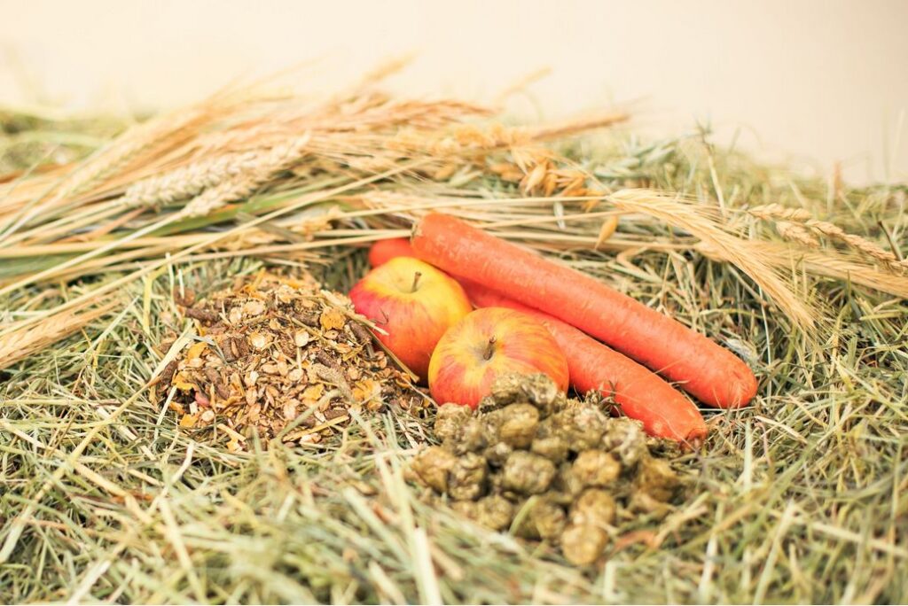 Rationsberechnung Pferd