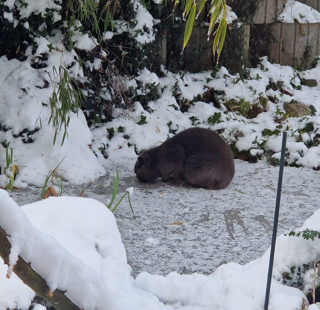 Streunerkatze muss Wasser von zugefrorenen Teich lecken