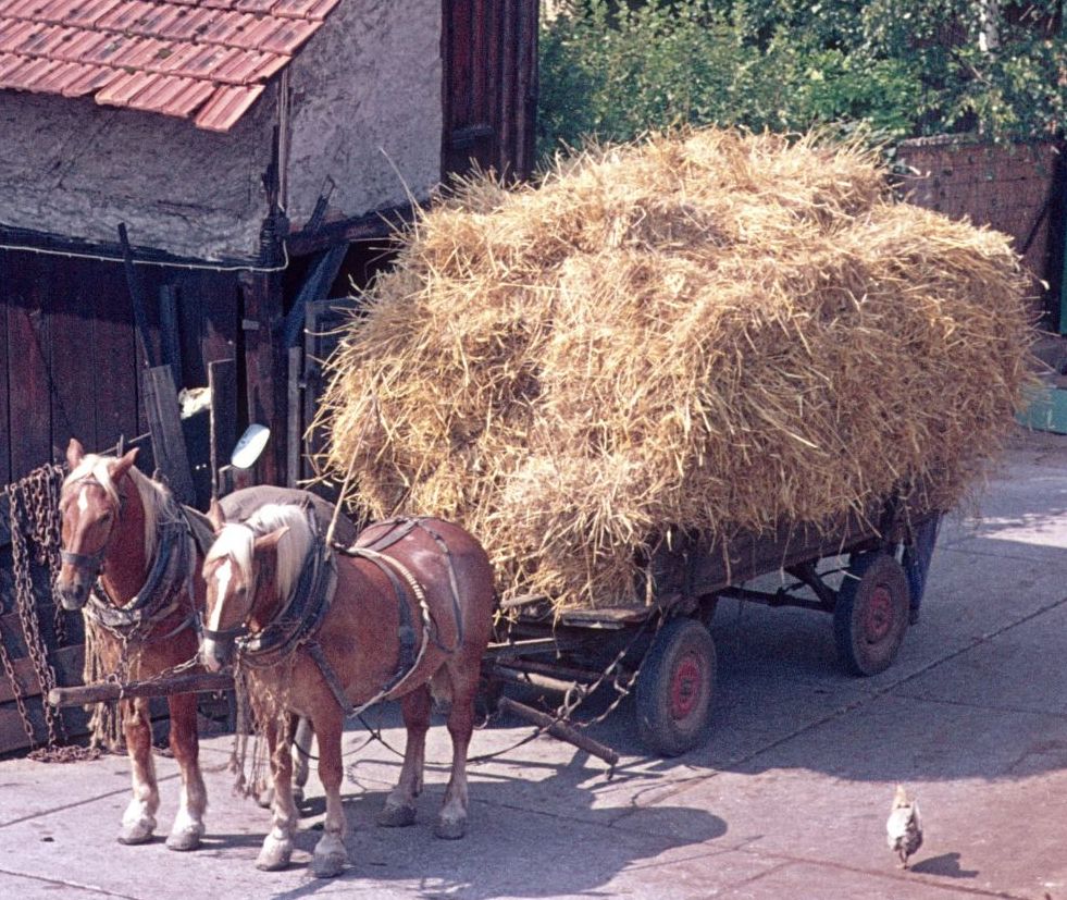 Kaltblutpferde in der Landwirtschaft