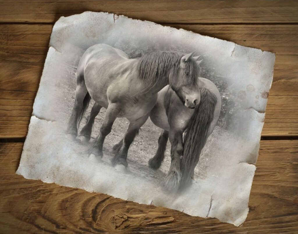 Kaltblutpferde wurden für schwere Arbeit gezüchtet