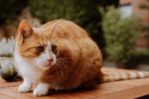 Jasmin Peters - Katzenernährungsberaterin