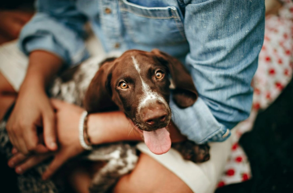 Hund im Arm einer Frau - Was macht ein Tierernährungsberater konkret?