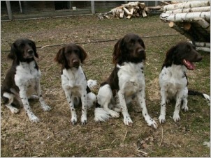 Vier Kleine Münsterländer