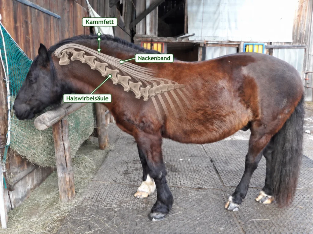 Pferd mit eingezeichneter Halswirbelsäule und Nackenband zur Erklärung des Cresty Neck Scores