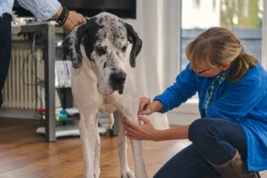 Frau behandelt einen großen Hund
