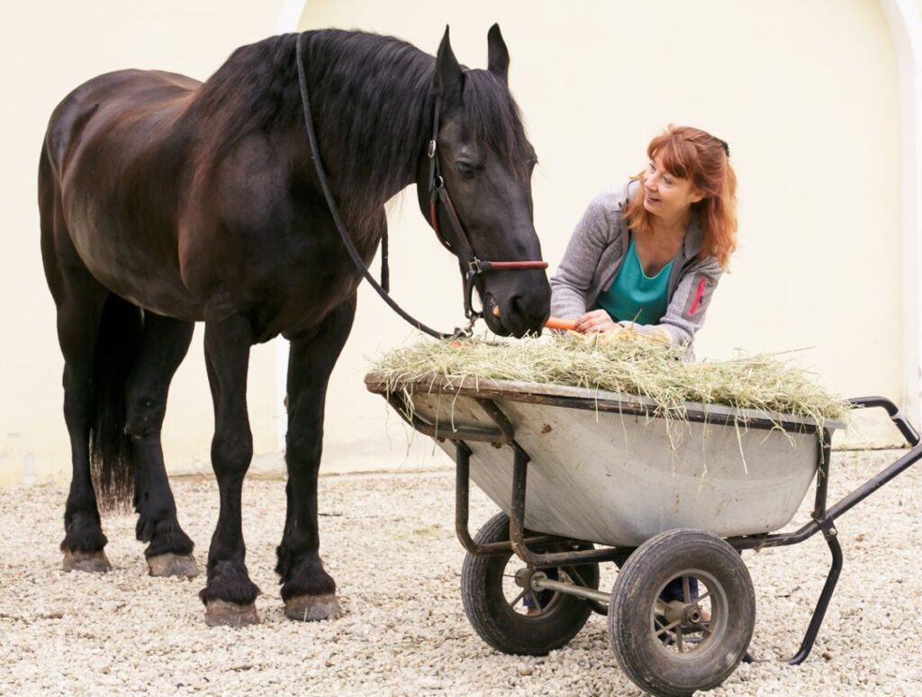 Ein Friesenpferd steht mit Heidi Herrmann an der Schubkarre und frisst Heu