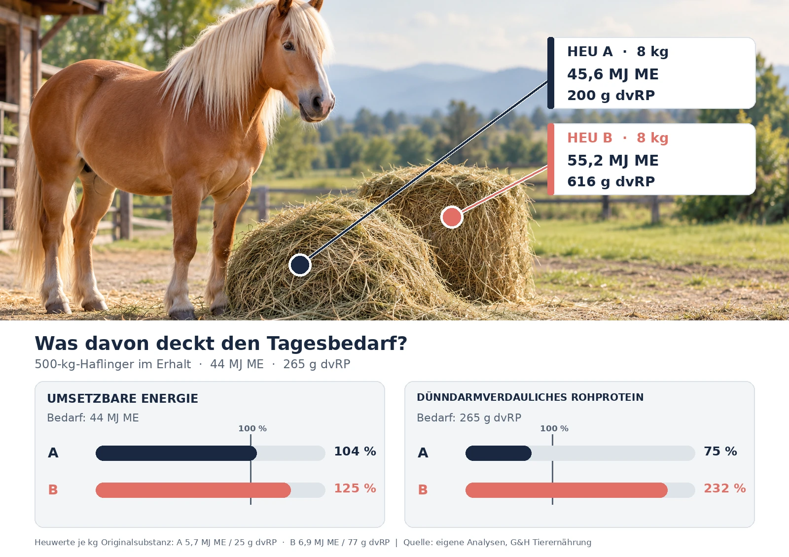 Haflinger an Heuballen mit Vergleich zweier erster Schnitte: Energie und dünndarmverdauliches Rohprotein aus jeweils acht Kilogramm Heu