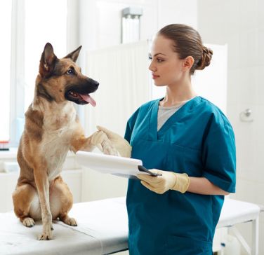 Hund mit Heilpraktikerin