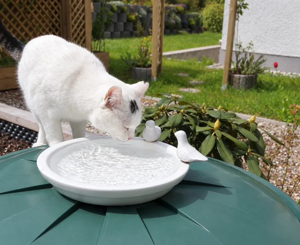 Weiße Katze trinkt im Garten aus einer großen flachen Wasserschale