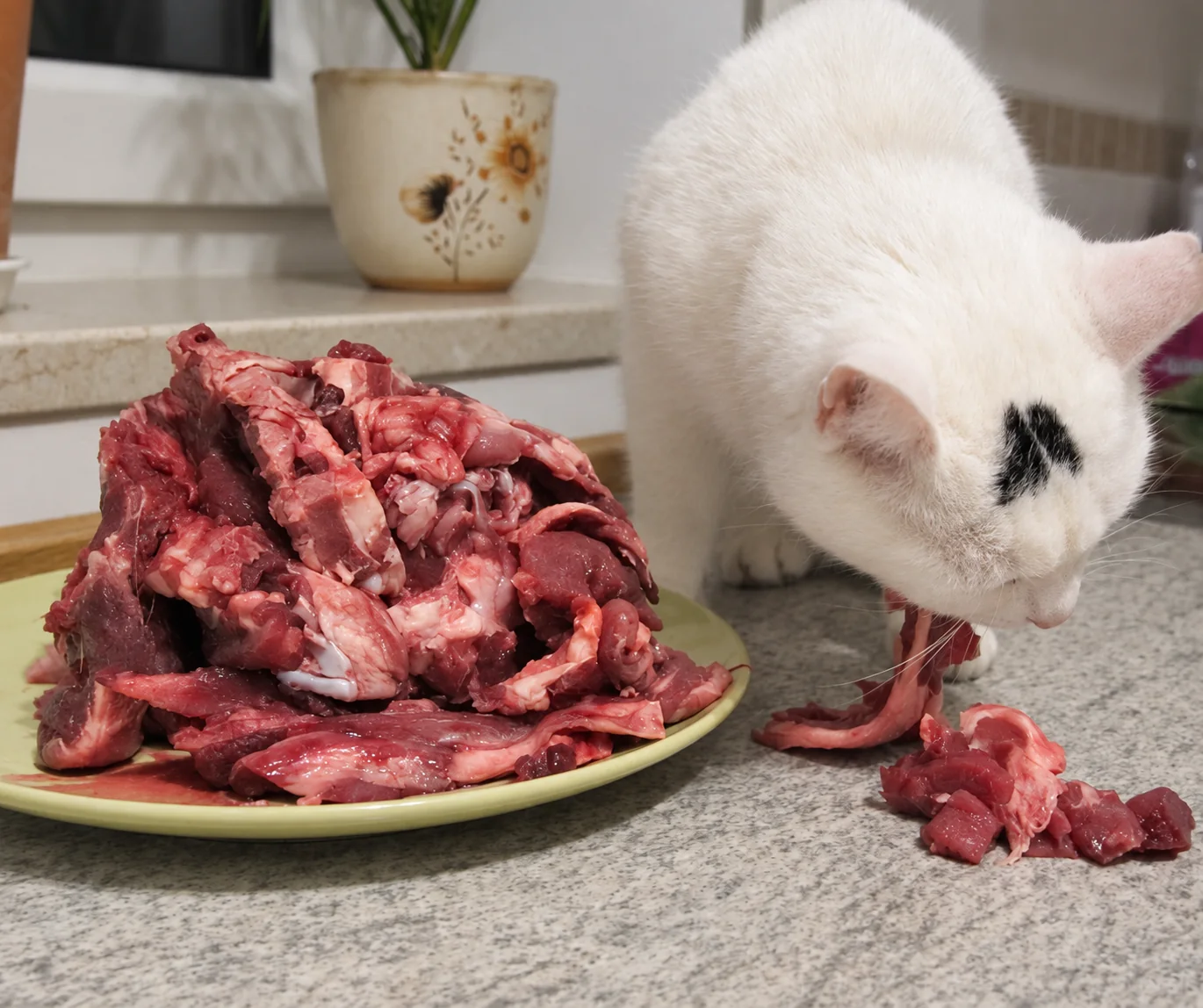 Weiße Katze vor einer großen Portion Fleisch als Beispiel für eine nicht ausgewogene reine Fleischfütterung