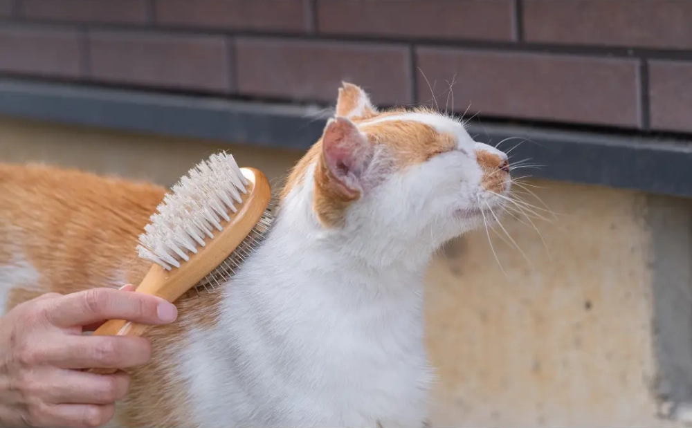 Eine weiß-orange Katze wird während des Fellwechsels mit einer Fellbürste gebürstet