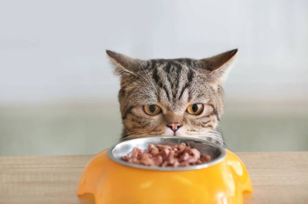 Katze sitzt mit skeptischem Blick vor einem gefüllten Napf