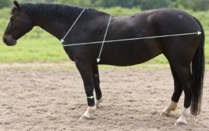 Pferd mit eingezeichneten Messpunkten für Körperlänge, Brustumfang und Röhrbeinumfang zur Berechnung des Körpergewichts
