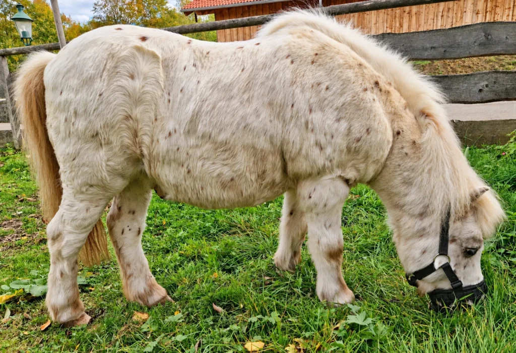 Übergewichtiges Pony mit ausgeprägtem Mähnenkamm und Fressbremse auf der Weide