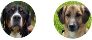 zwei Hunde jeweils in einem Kreis