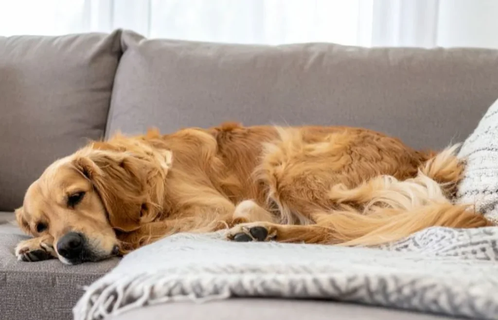 Golden Retriever liegt müde auf einem Sofa – Symbolbild für Abgeschlagenheit beim Hund.